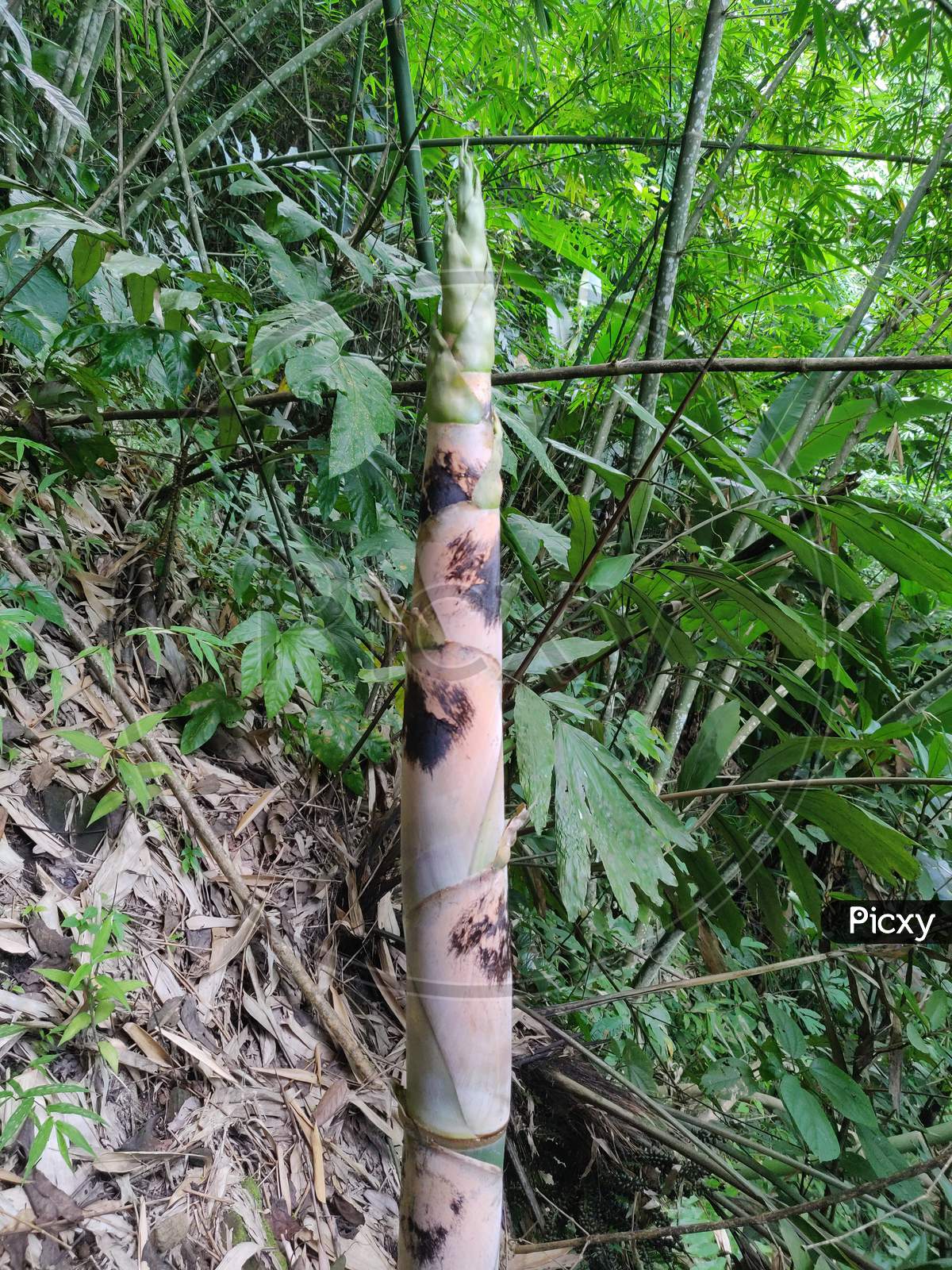 Baby bamboo growing in jungle of Arunachal Pradesh