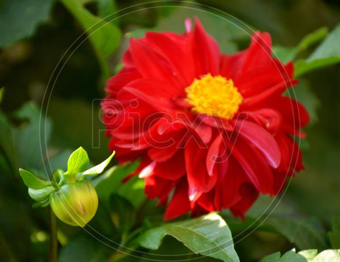 The Beautiful Red Dahlia Flower Bloom With Leaves And Plant.