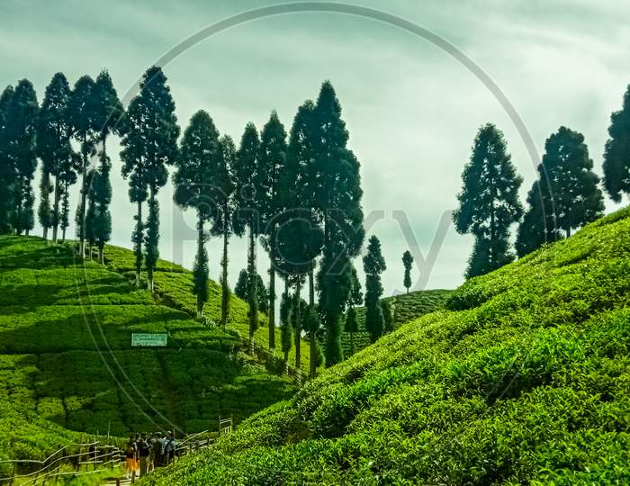 Tea Garden in Darjeeling