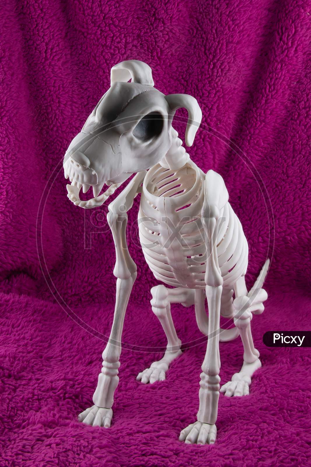 Scary Sitting Dog Skeleton Halloween Decoration Isolated On Purple Background