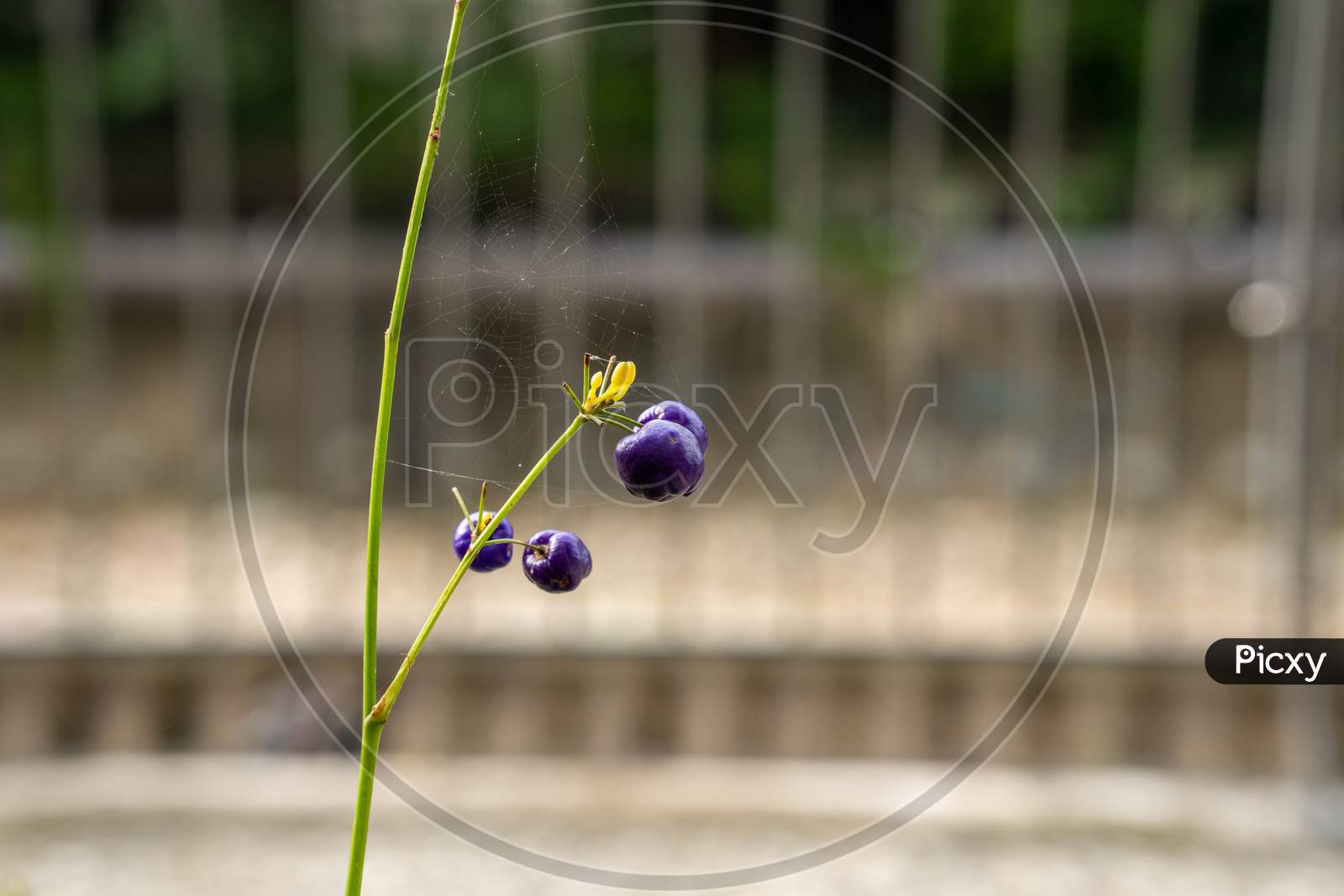 Flax Lily Plant With Spider Web