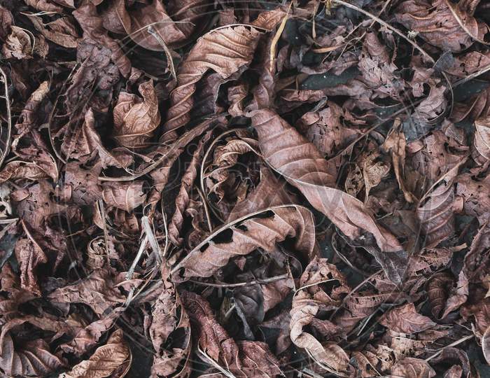 Dry Leaves Lying On The Ground