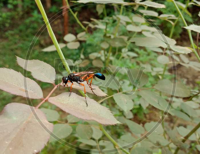 Indian Insect In Garden.