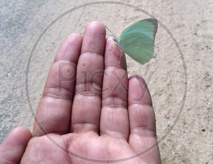 see green butterfly upon finger