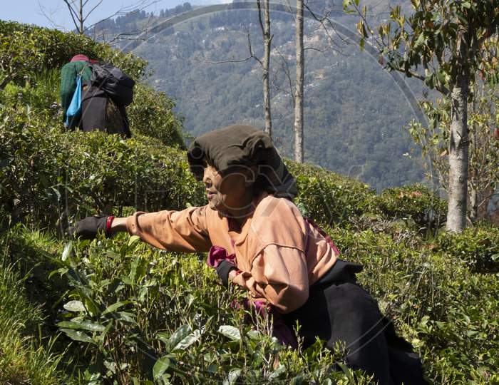 Workers at Tea Garden pick tea leaf