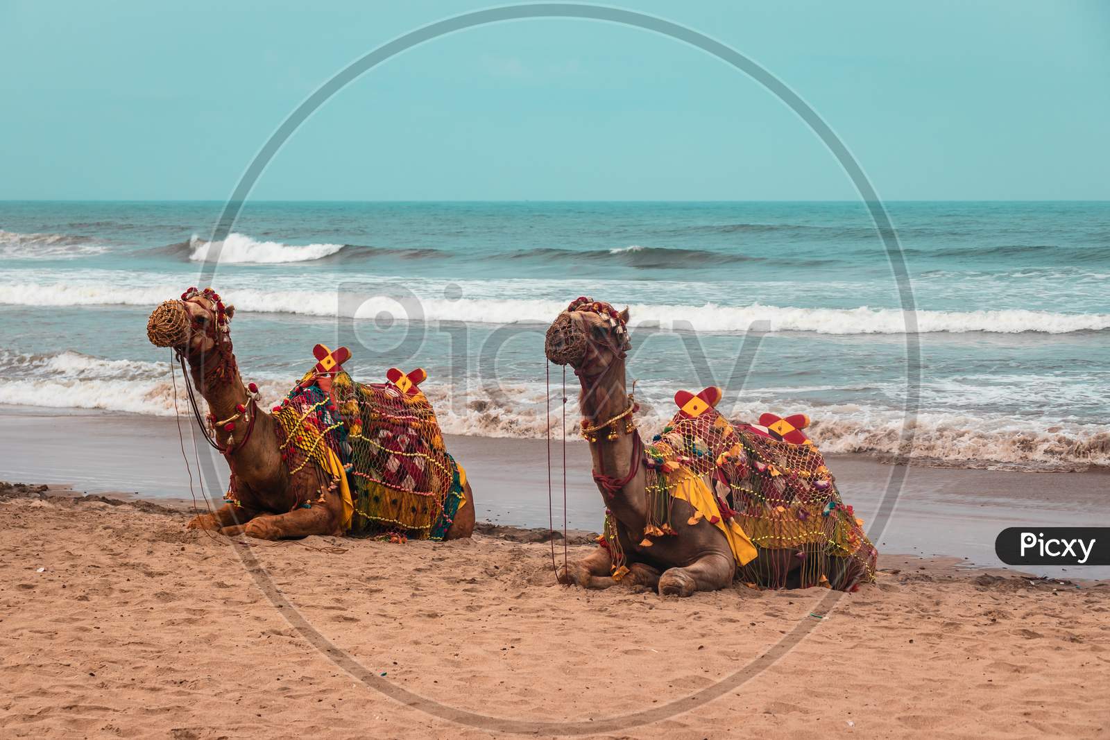Camels on the beach