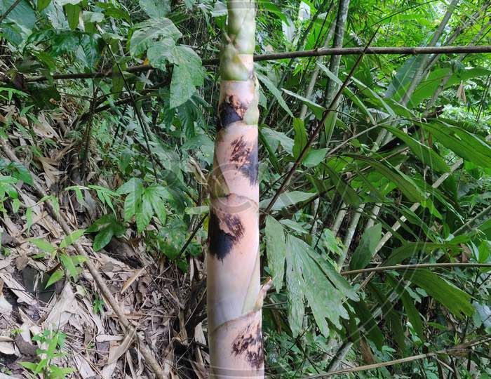 Baby bamboo growing in jungle of Arunachal Pradesh
