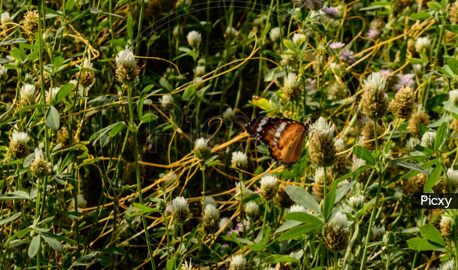 One Indian Butterfly Trying To Relax On Beautiful Indian Flowers Field Coverup With Spider Web.