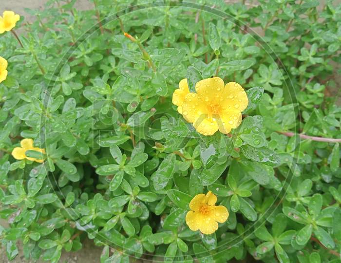 ground cover Flower