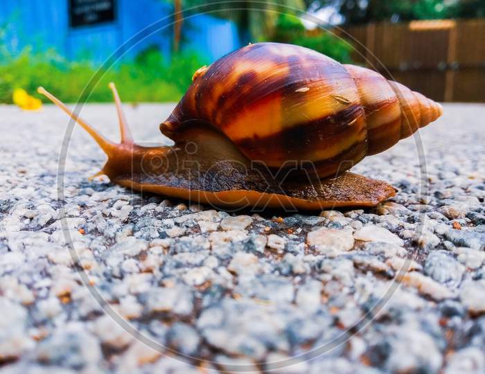Snail running