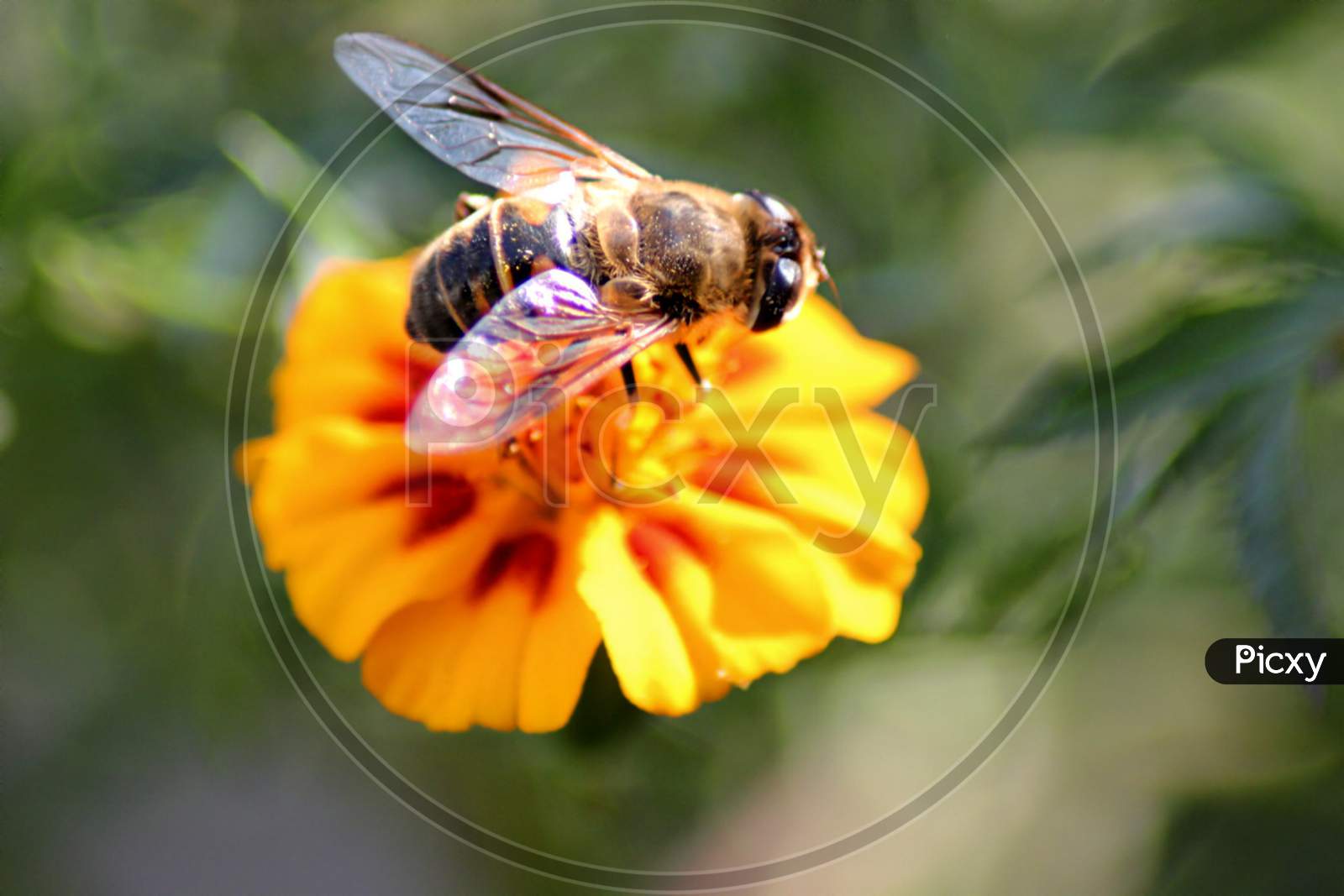 Macro ahot of Honey Bee 🐝 on a flower