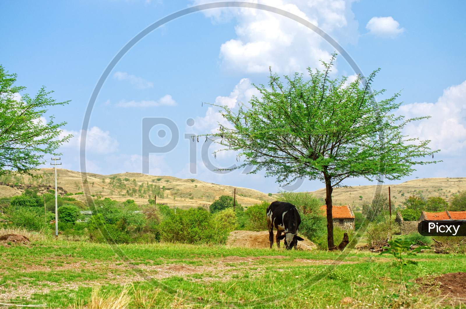 A Cattle Is Eating Dry Grass Below Tree And Clouds