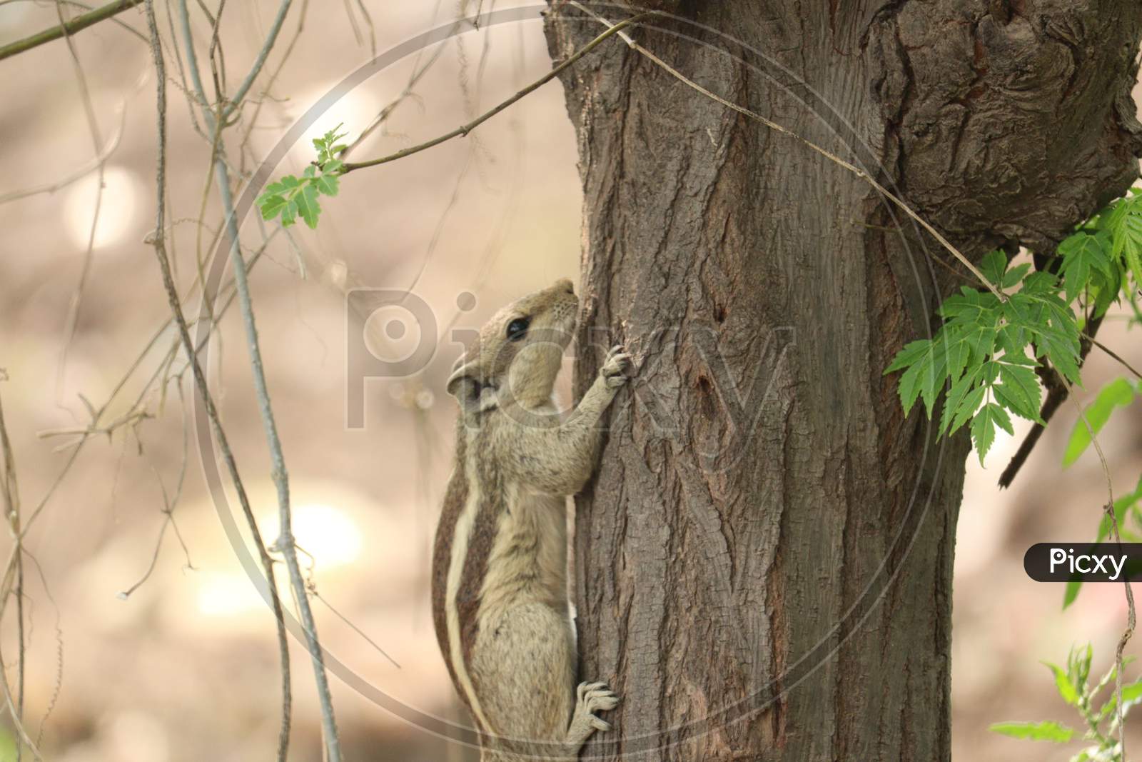 Squirrel climbing tree photo!