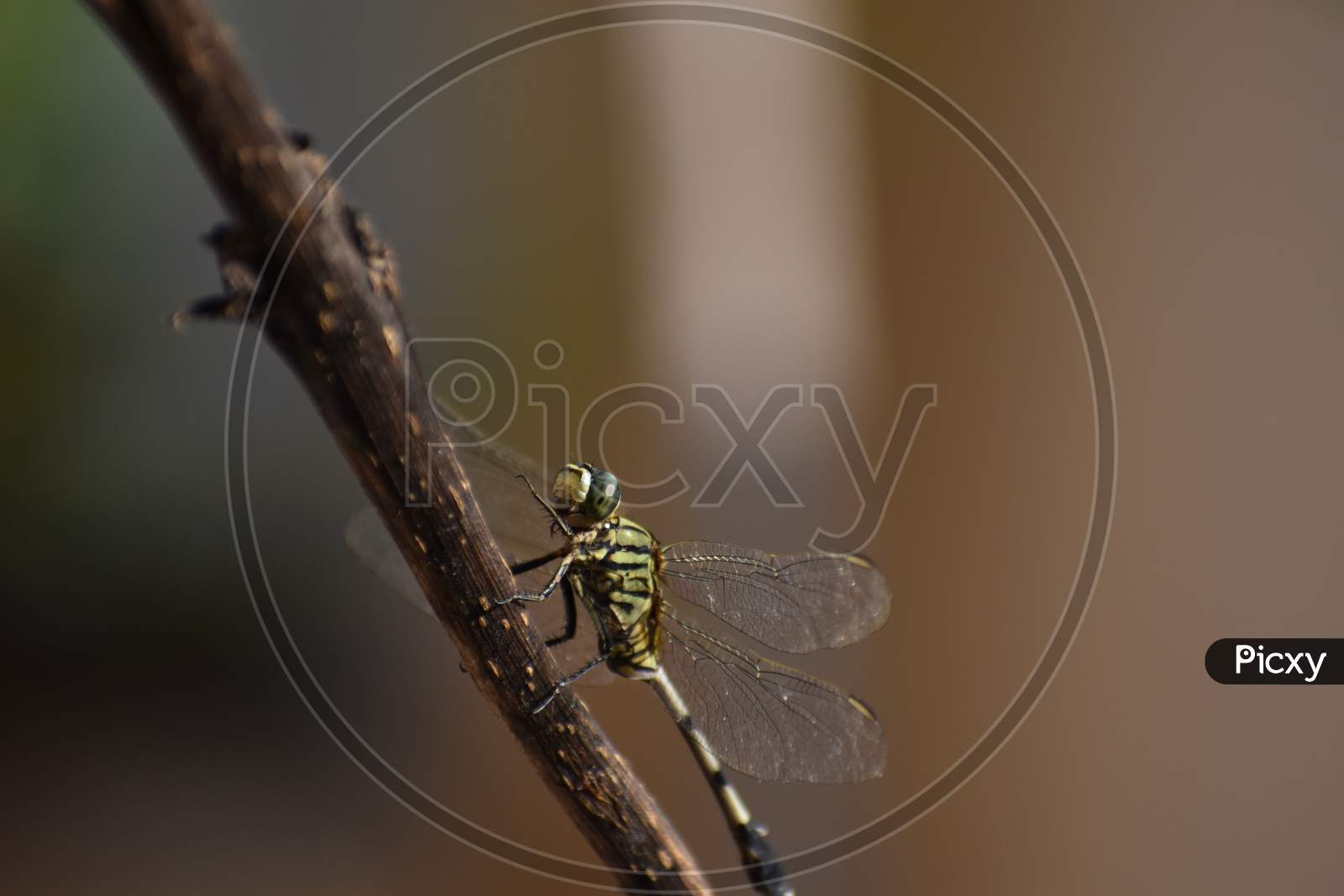 Dragonfly at my house