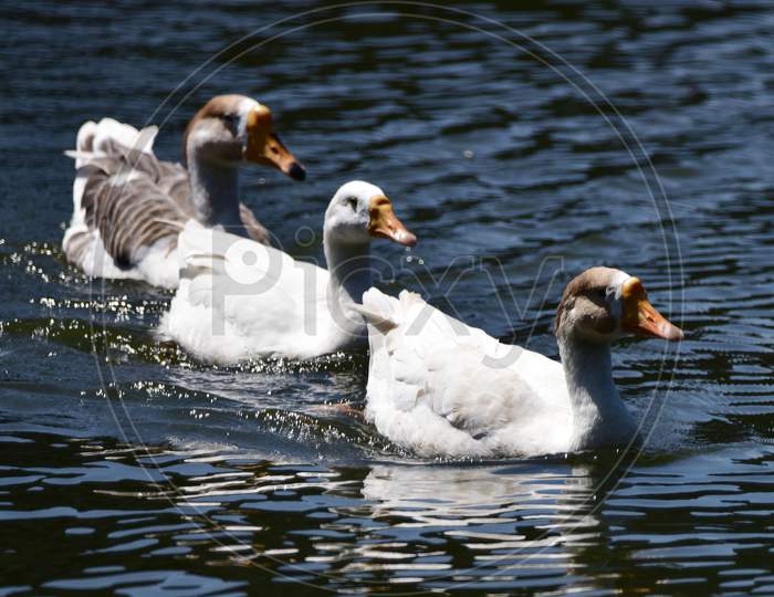 A Flock Of White Geese Swim On  Joor Pukhuri In Guwahati On Sep 20,2020.