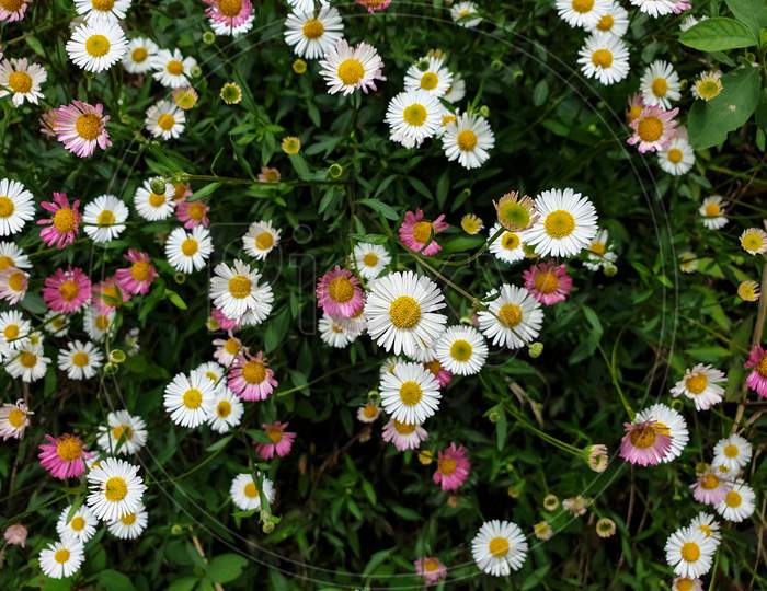 High angle view of tiny white and pink color daisy flowers, Photo of small pink daisy and white daisy, Beautiful tiny colorful flowers - Stock Photo