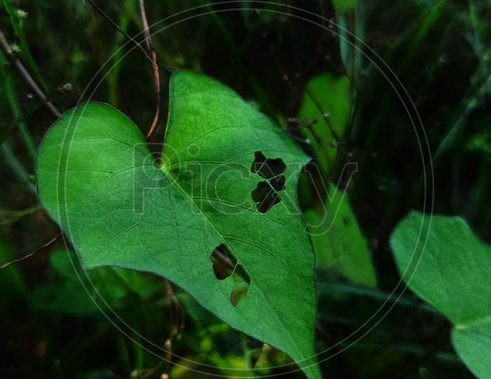 Leaf 🌿