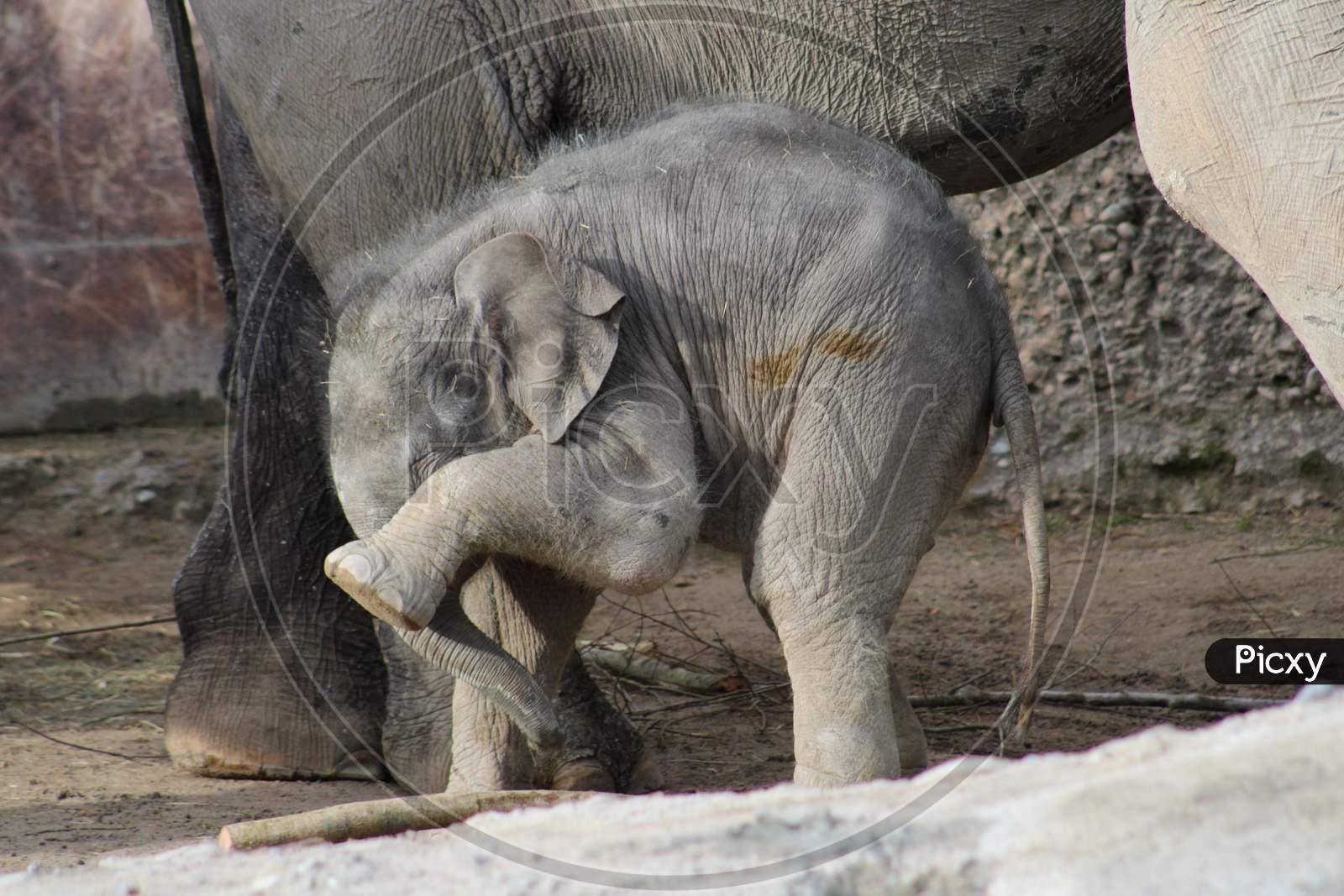 elephant image closeup captured