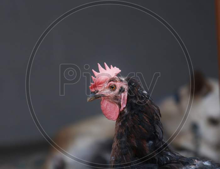 Female country chicken
