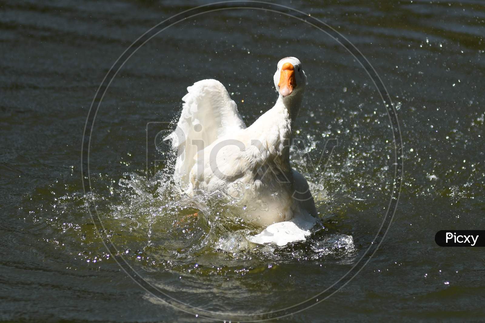 A White Geese  Enjoying Swim On  Joor Pukhuri Pond In Guwahati On Sep 20,2020.