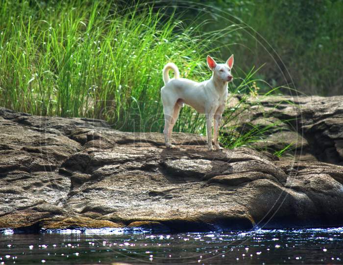 A White Dog Standing Near Lake
