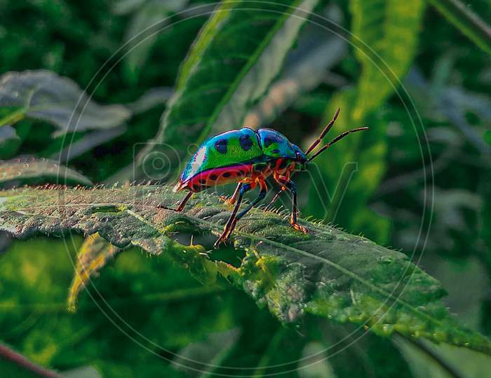 Colourful Lady bug