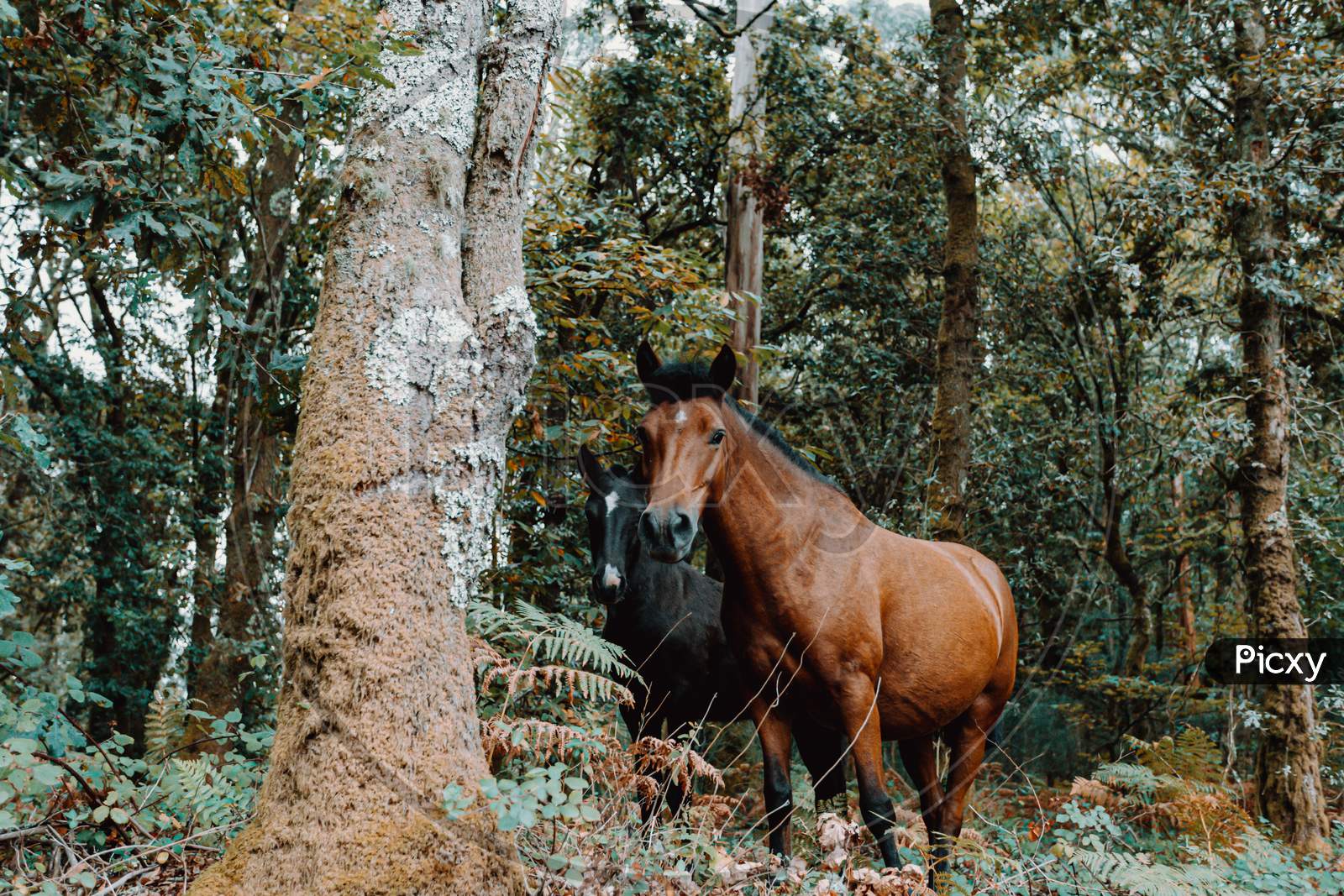 Curious Horses In The Middle Of The Forest Looking Straight To Camera During A Bright Day