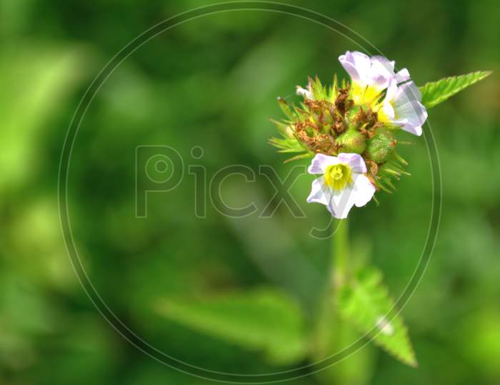 Close Up Shot Of Tiny Flower In Nature