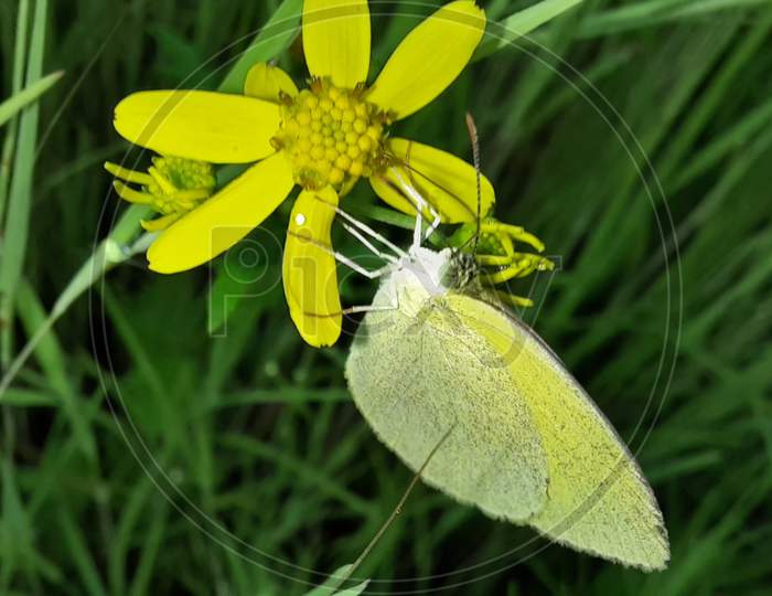 YELLO FLOWER WITH BUTTER FLY