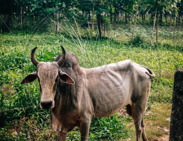 Portrait Shot of an Ox