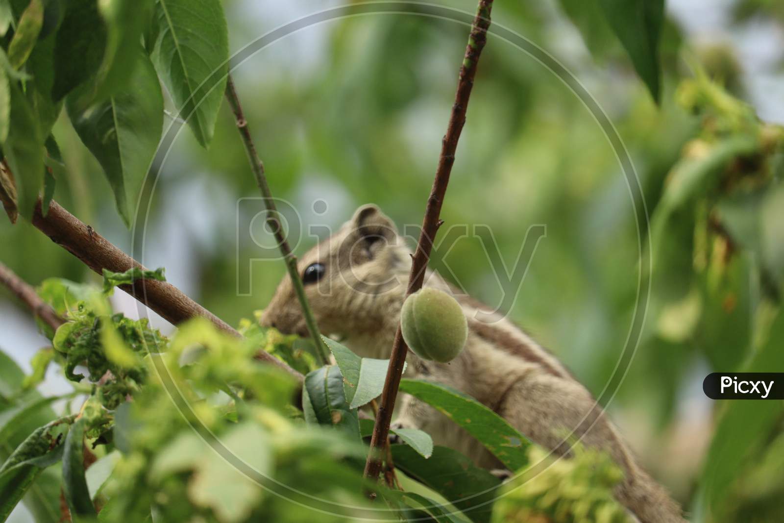 Beautiful squirrel eating fruits photo, Punjab, India.