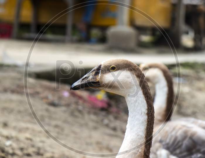 Domestic Indian Goose Relaxing In The Poultry Farm