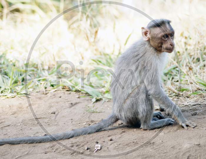 Indian Monkey Sitting On The Ground