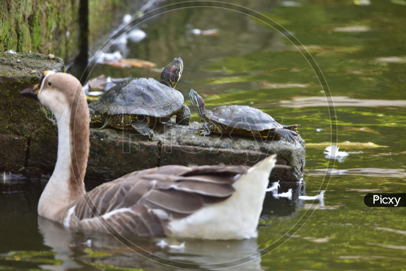 A Geese And A Turtle Near Jorpukhuri Pond On A Hot Summer Day, In Guwahati On Sep 20,2020.