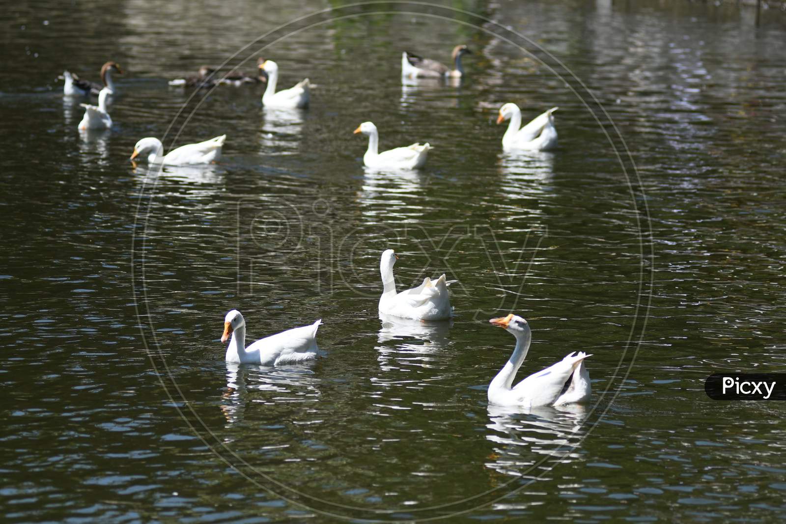 A Flock Of White Geese Swim On Joor Pukhuri In Guwahati On Sep 20,2020