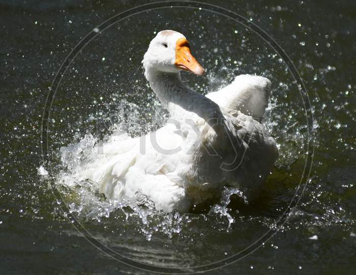 A White Geese  Enjoying Swim On  Joor Pukhuri Pond In Guwahati On Sep 20,2020.
