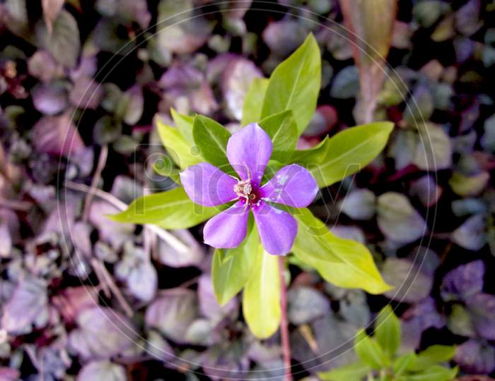 Purple Color Tiny Flower In Botany Garden