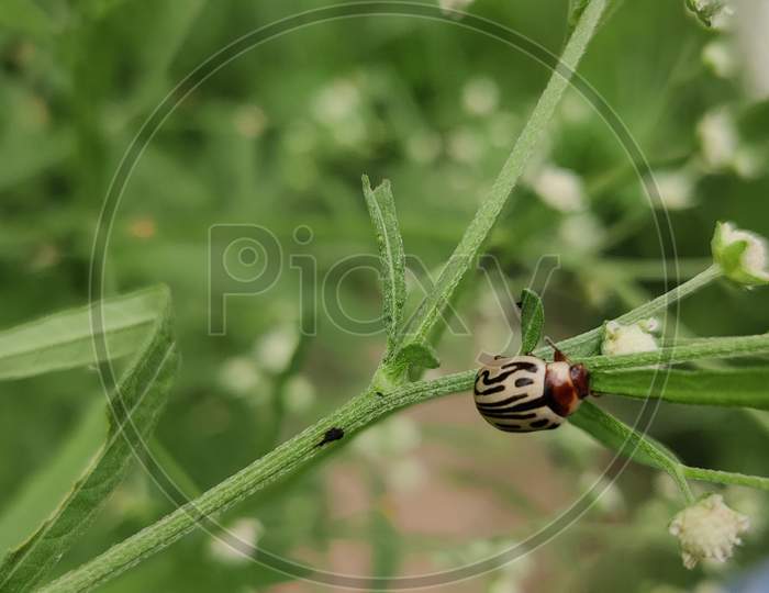 Insect on plant