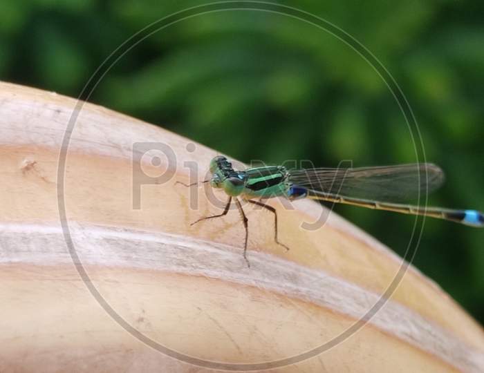 Dragon fly macro photography