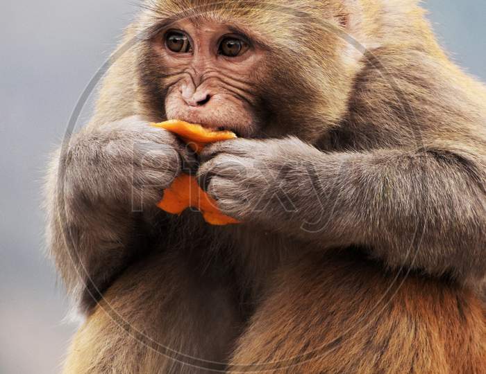 Monkey feeding on orange peel