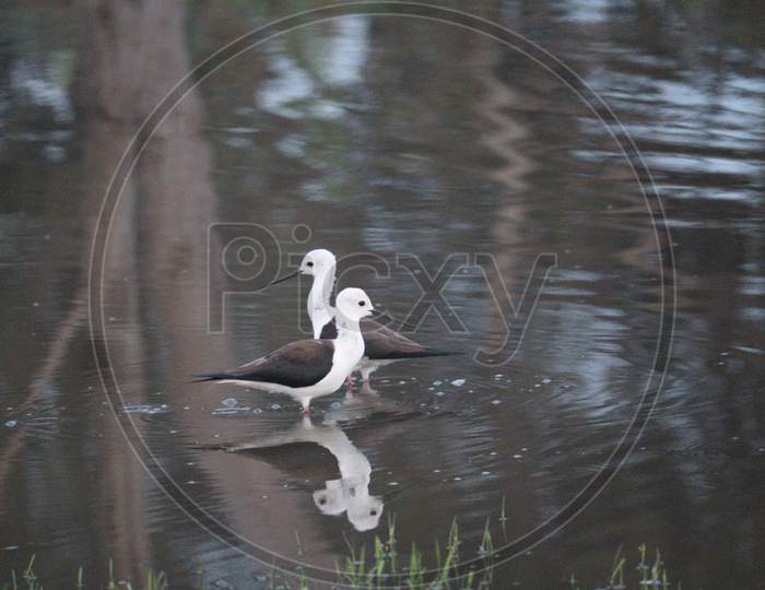 Two beautiful water Birds photo!