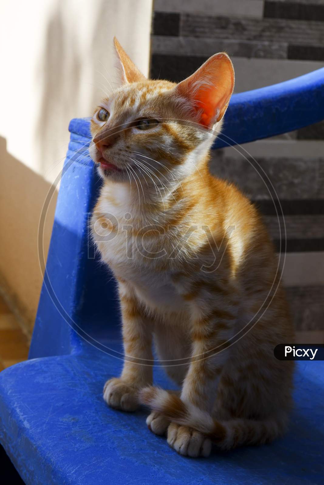 Close View Of Orange Striped Kitten Sitting On Blue Chair
