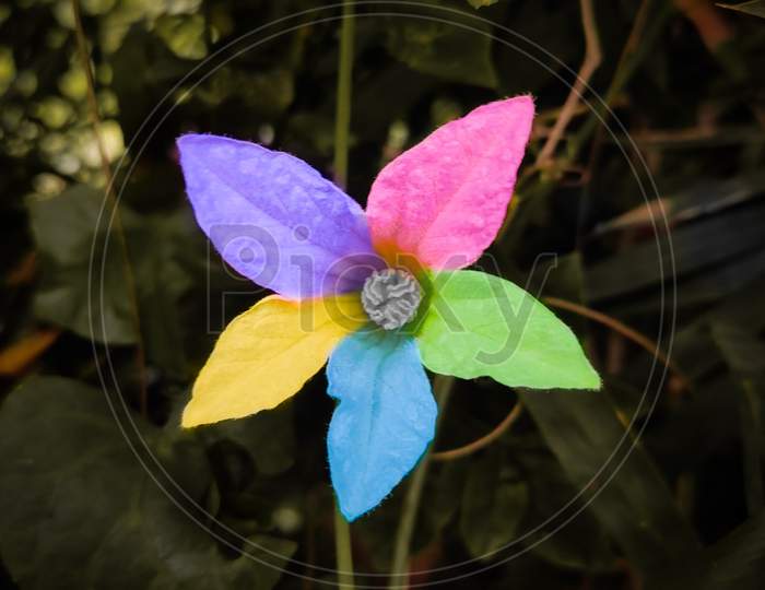 Rainbow flower:)