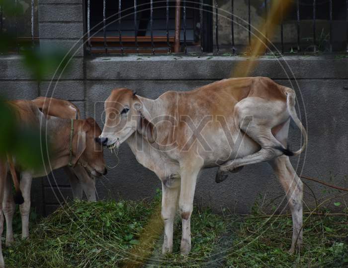 Cow at Ahmedabad