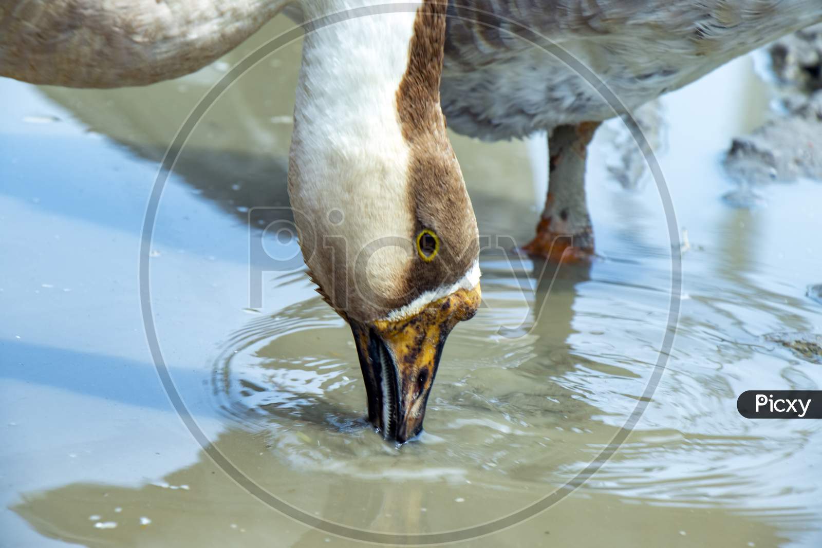 Domestic Indian Goose Relaxing In The Poultry Farm Drinking Water