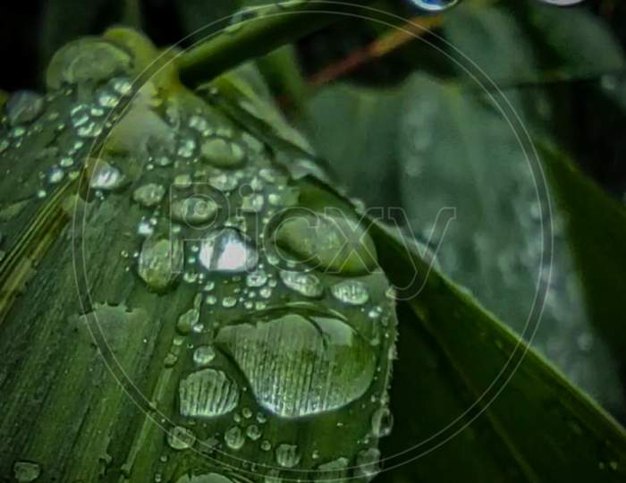 Closeup water drop on leaf.