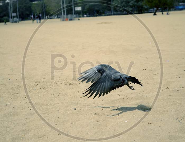 Pigeons Flight Taking Off Bird
