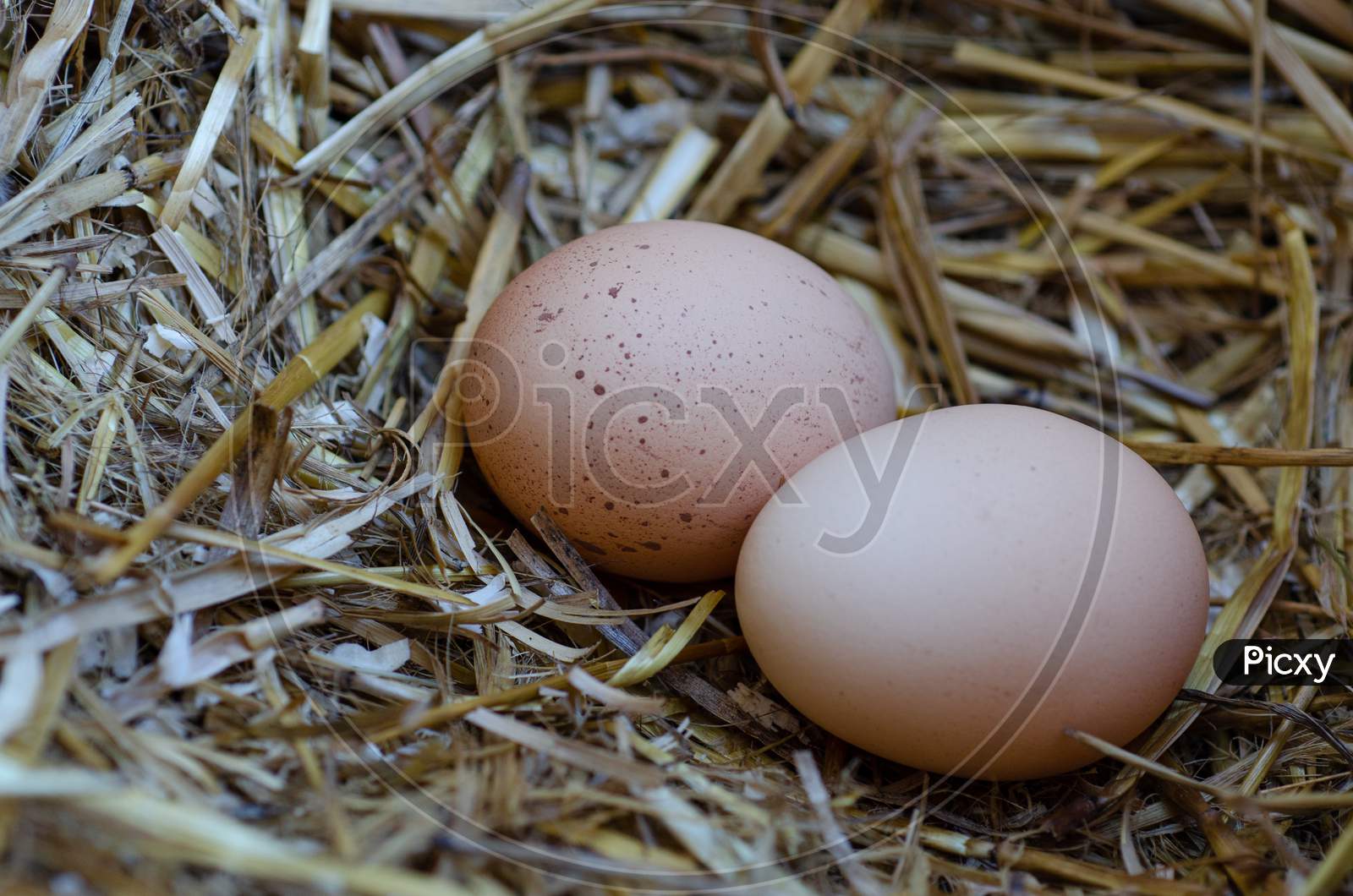 egg image closeup
