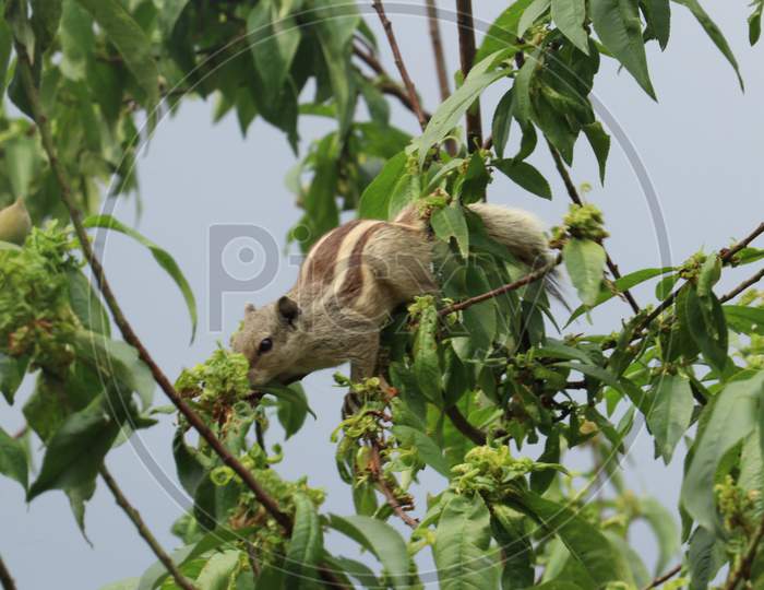 Squirrel eating fruits on the tree photo!