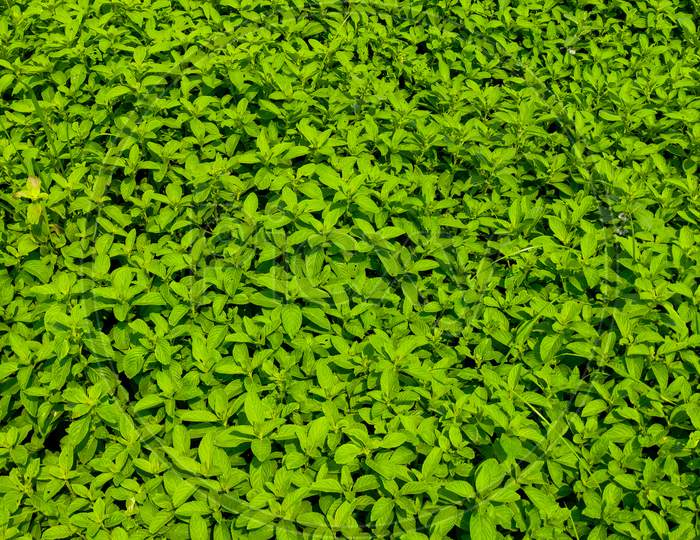 Mint / Pudina plants :)